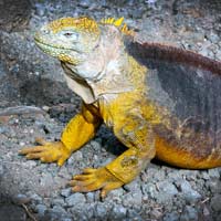 Galapagos Islands Brochure