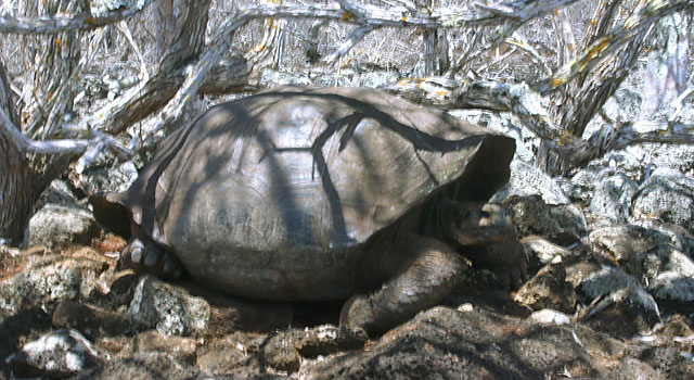 Galapaguera Natural
