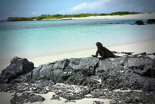 Galapagos NemoII Top Deck